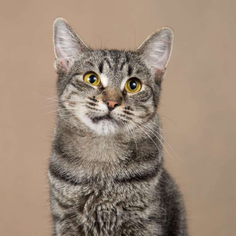 Кошки в Москве: Бетти - «дракон Ли».  Добрейшая полосатая кошечка в добрые руки. Девочка, Бесплатно - фото 7