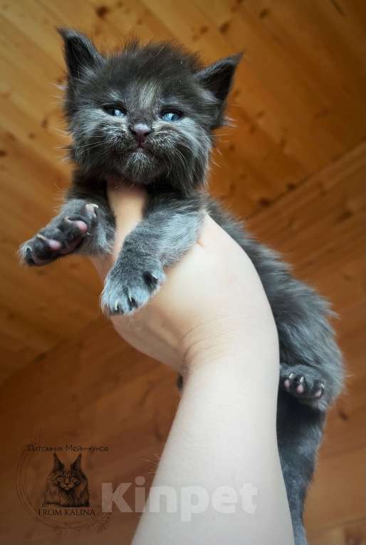 Кошки в Санкт-Петербурге: Котик голубой солид Мальчик, 65 000 руб. - фото 2