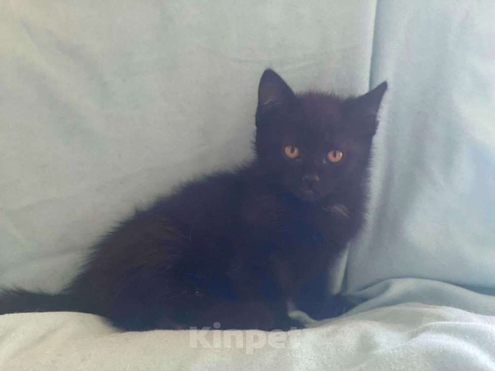 Кошки в Москве: Черные и серые котята в добрые руки Мальчик, 1 руб. - фото 4