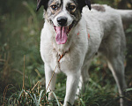 Собаки в Москве: Игривый пёс Дьюк из приюта Мальчик, Бесплатно - фото 2