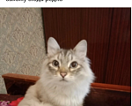 Кошки в Тольятти: Отдам котика невско маскарадной породы Мальчик, Бесплатно - фото 1