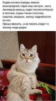 Объявление: Отдам котика невско маскарадной породы, Бесплатно, Тольятти