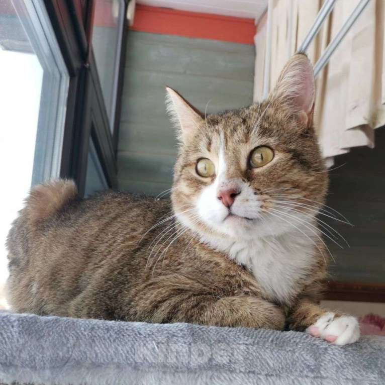 Кошки в Москве: Ласковый кот страдает без внимания  Мальчик, Бесплатно - фото 3