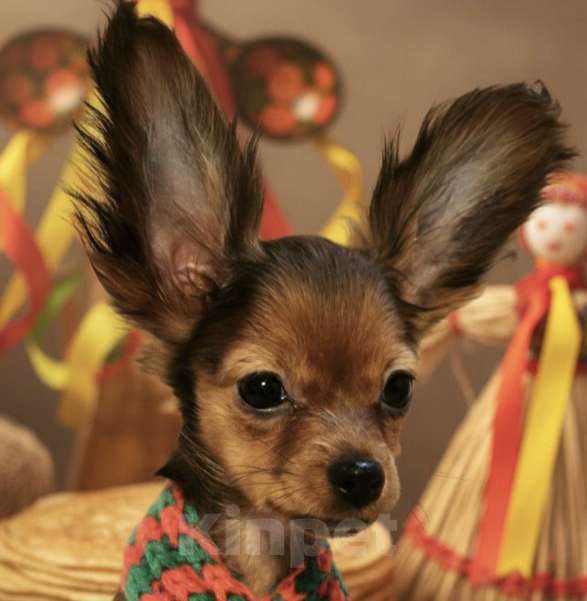 Собаки в Луховицах: Самый красивый Мальчик, 40 000 руб. - фото 2