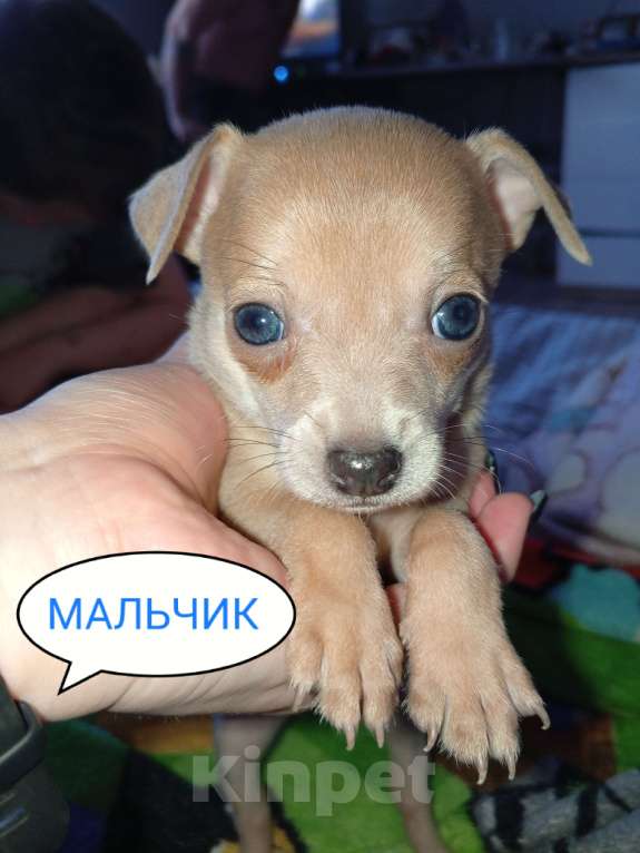 Собаки в Вышнем Волочке: Продам Щенков Разнополые, 17 000 руб. - фото 5