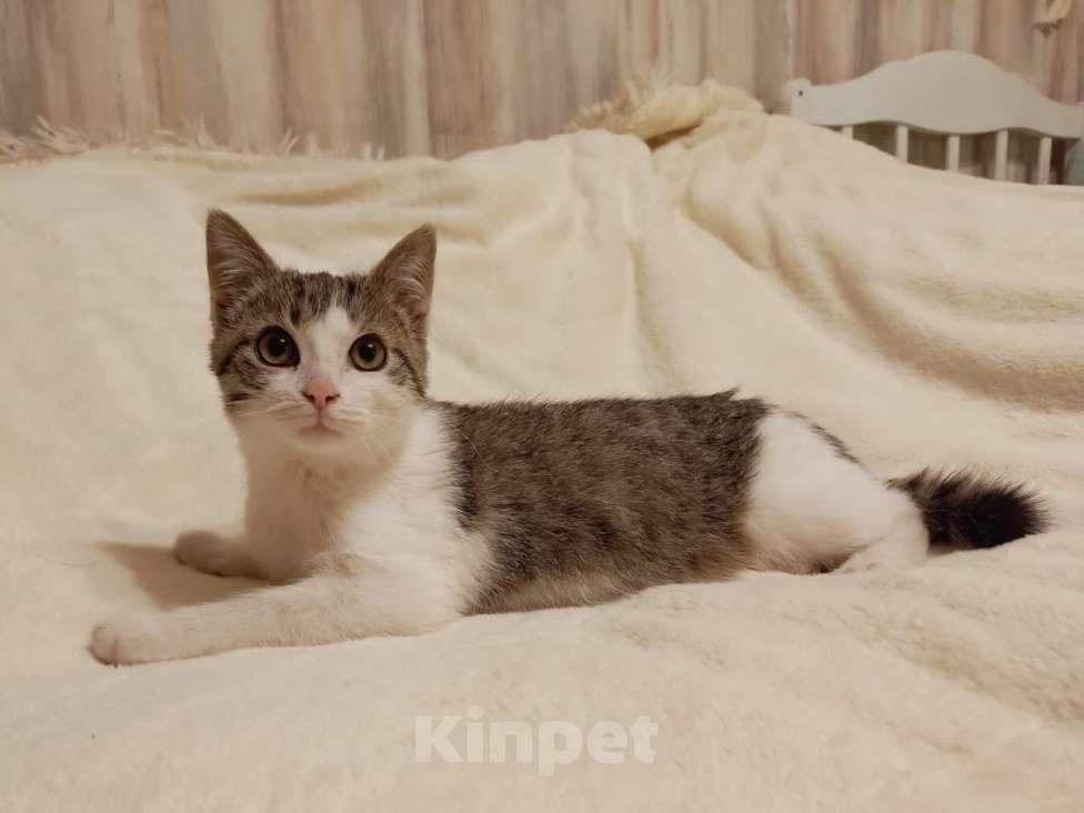 Кошки в Москве: Необыкновенно ласковый, добрый котенок, не боится собак, ладит с сородичами Мальчик, Бесплатно - фото 3