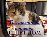 Кошки в Москве: Ирис ищет дом ‼️ Девочка, Бесплатно - фото 1