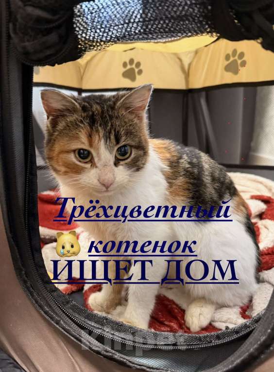 Кошки в Москве: Ирис ищет дом ‼️ Девочка, Бесплатно - фото 1