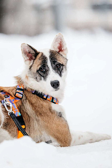 Яркая Рина ищет дом