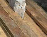 Кошки в Абакане: вязка, 1 000 руб. - фото 2