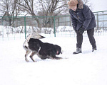 Собаки в Москве: Метис хаски, Бесплатно - фото 5
