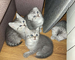 Кошки в Выксе: Шотландский кот вязка, 700 руб. - фото 6