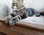 Кошки в Собинке: Бридовая кошка Мейн-кун из питомника, 35 000 руб. - фото 3