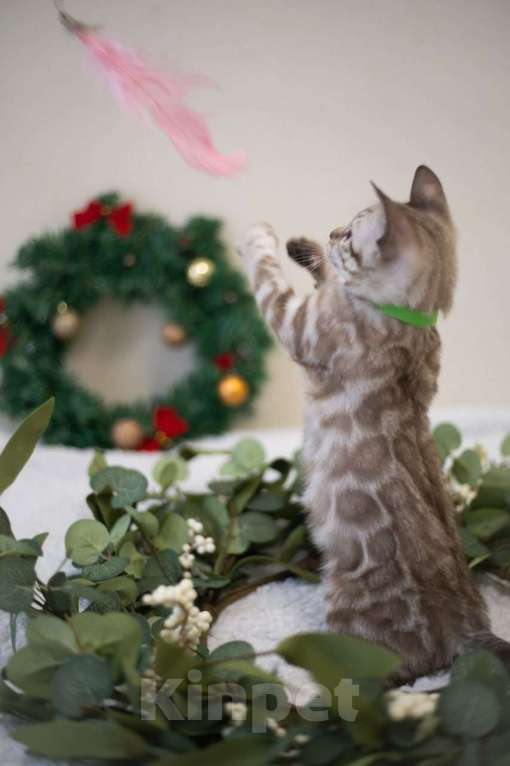 Кошки в Нижнекамске: Арчи Мальчик, 60 000 руб. - фото 1