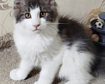 Кошки в Перми: Котенок Мейн Кун Девочка, 30 000 руб. - фото 2
