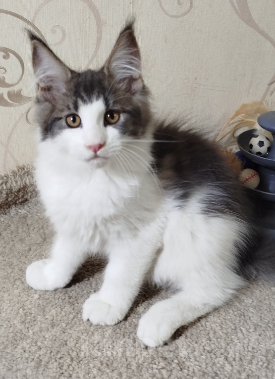 Кошки в Перми: Котенок Мейн Кун Девочка, 30 000 руб. - фото 2