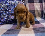 Собаки в Стерлитамаке: Щенки Мальчик, 11 000 руб. - фото 4
