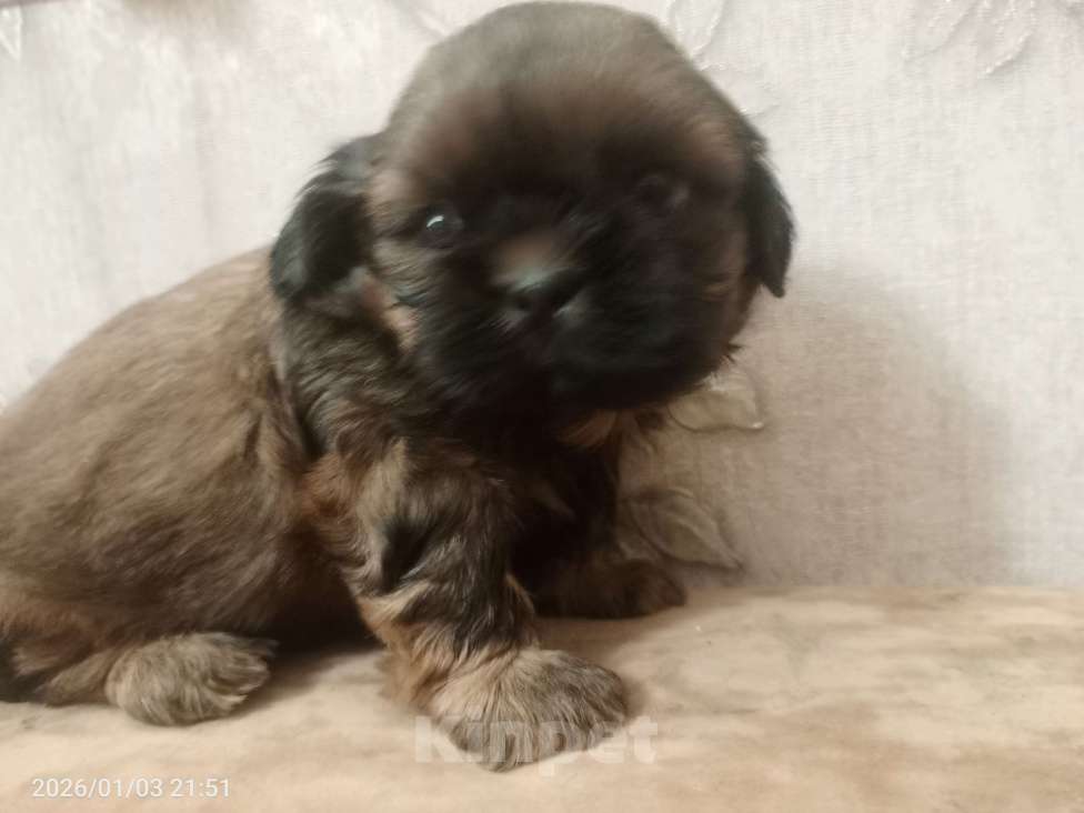 Собаки в Санкт-Петербурге: золотой ши-тцу Мальчик, 30 000 руб. - фото 2