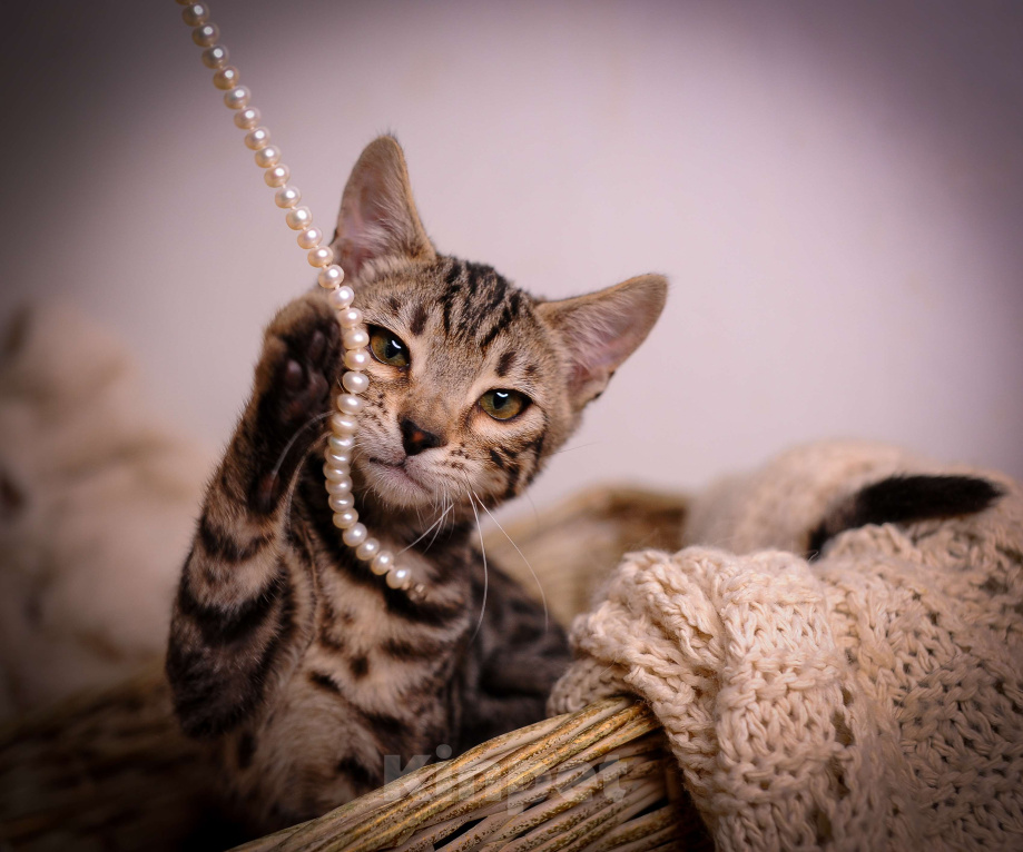 Кошки в Москве: Бенгальский котенок золото холодный Мальчик, 35 000 руб. - фото 6