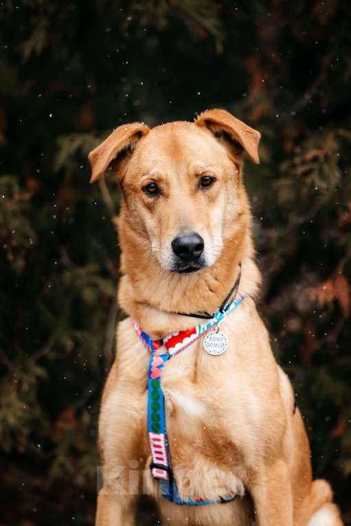 Собаки в Москве: Очень умный мальчик ищет семью. Банни из приюта в добрые руки Мальчик, Бесплатно - фото 2