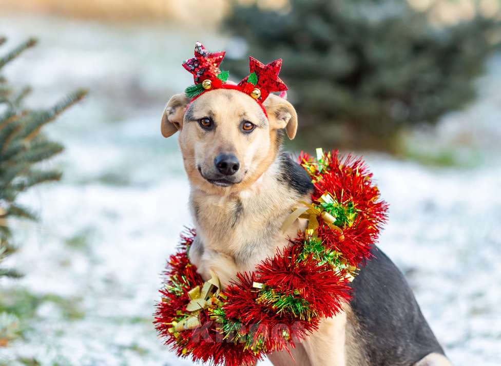Собаки в других городах Московской области: Доброжелательная Джули Девочка, Бесплатно - фото 7