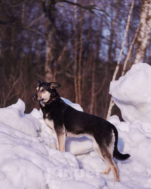 Собаки в других городах Московской области: Миниатюрная и очень милая собачка хочет домой Девочка, Бесплатно - фото 9