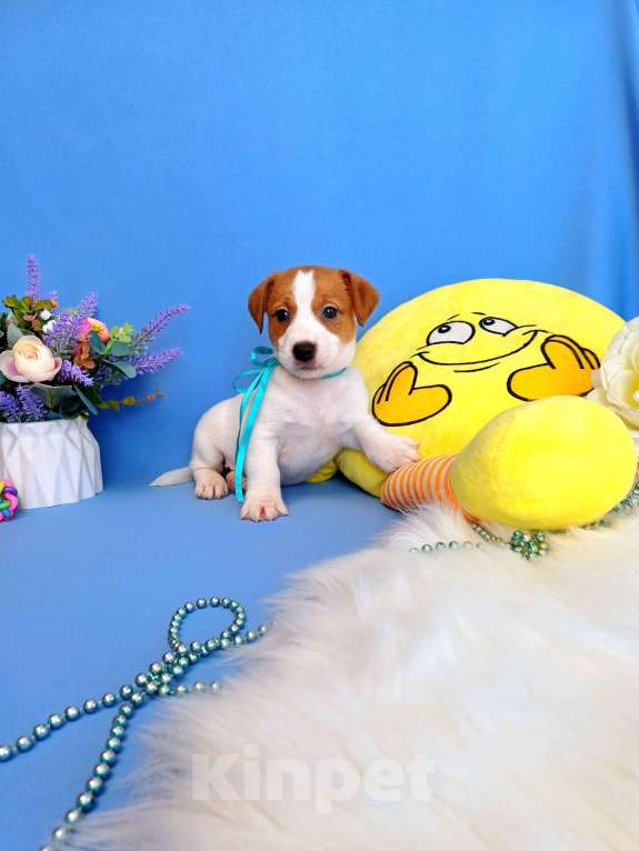 Собаки в Тюмени: Щенки Джек Рассел терьер мальчики и девочки Мальчик, 35 000 руб. - фото 3