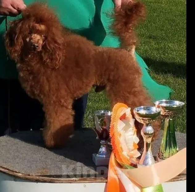 Собаки в Кольчугино: Пуделёк  Мальчик, 45 000 руб. - фото 2