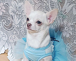Собаки в Москве: Белоснежная прЫнцесса Девочка, 39 000 руб. - фото 5
