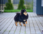 Собаки в Москве: Для любителей померанских шпицов. Очаровательный мальчик. Мальчик, 80 000 руб. - фото 3