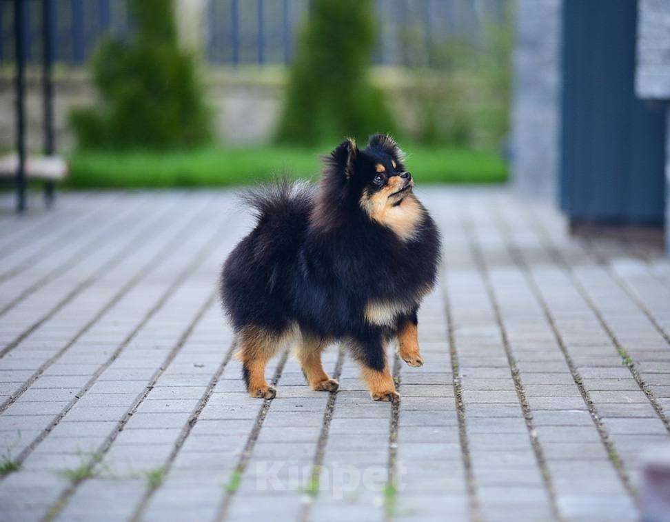 Собаки в Москве: Для любителей померанских шпицов. Очаровательный мальчик. Мальчик, 80 000 руб. - фото 3