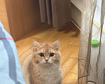 Кошки в Москве: Шотландский котик золотистая шиншилла Мальчик, 10 500 руб. - фото 2