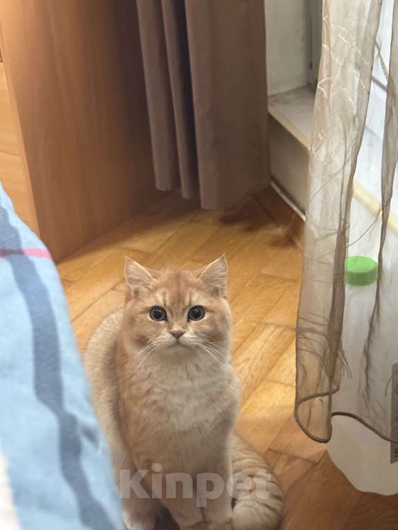 Кошки в Москве: Шотландский котик золотистая шиншилла Мальчик, 10 500 руб. - фото 2