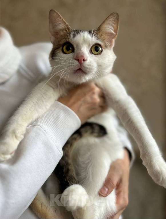 Кошки в Москве: Амур в поиках дома Мальчик, Бесплатно - фото 3