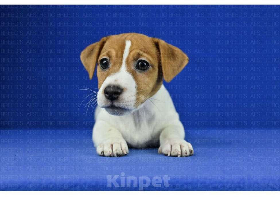 Собаки в Воронеже: Джек рассел Девочка, 40 000 руб. - фото 9