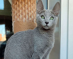 Кошки в Тюмени: Котята породы Русская голубая Мальчик, Бесплатно - фото 4
