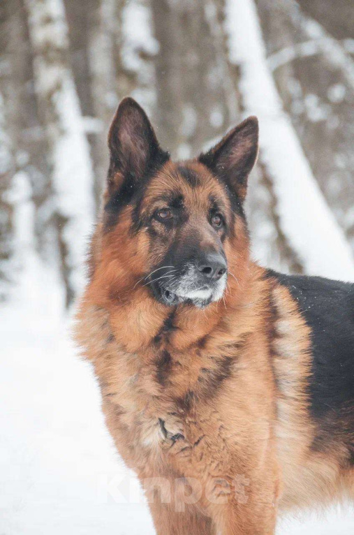 Собаки в Москве: Немецкая овчарка ищет дом Мальчик, Бесплатно - фото 6