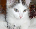 Кошки в Москве: Ласковый и нежный котенок Юки ищет дом Мальчик, Бесплатно - фото 5