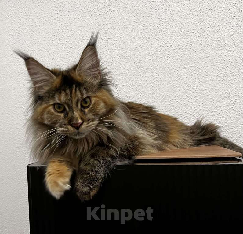 Кошки в Пятигорске: Питомник Affectionate miracle  Девочка, Бесплатно - фото 3