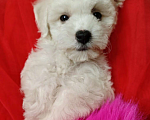 Собаки в Москве: Бишон фризе мини мальчик  Мальчик, 45 000 руб. - фото 3