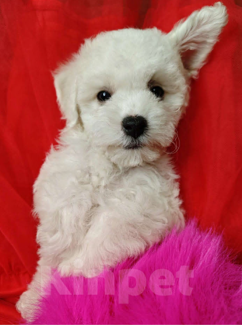 Собаки в Москве: Бишон фризе мини мальчик  Мальчик, 45 000 руб. - фото 3