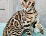 Кошки в Волгограде: Бенгальские котята Девочка, 20 000 руб. - фото 3