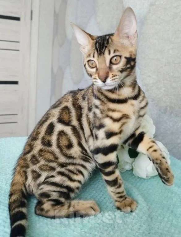 Кошки в Волгограде: Бенгальские котята Девочка, 20 000 руб. - фото 3