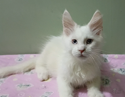 Мейн-кун котёнок белый мальчик 2 мес.