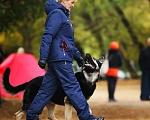Собаки в Севастополе: Щенки Восточноевропкйской овчарки  Мальчик, 50 000 руб. - фото 3