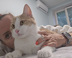 Кошки в Москве: Котик Пельмень ждет своего человека Мальчик, Бесплатно - фото 8