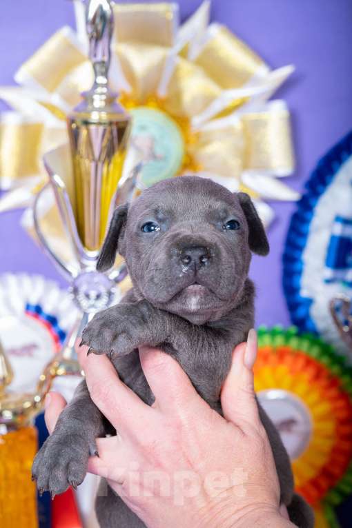 Собаки в Красноярске: Щенки американского питбультерьера Девочка, 45 000 руб. - фото 2