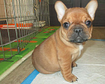 Собаки в Чехове: щенки французского бульдога. Девочка, 60 000 руб. - фото 9