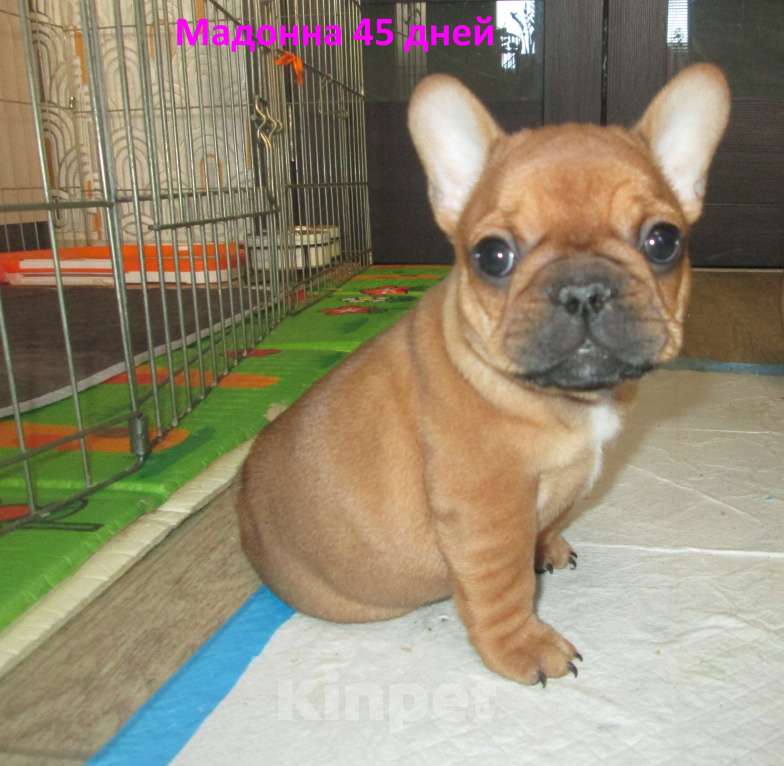 Собаки в Чехове: щенки французского бульдога. Девочка, 60 000 руб. - фото 9