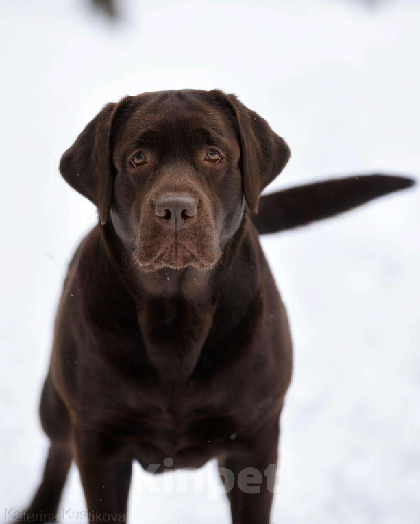 Собаки в Москве: Щенки Лабрадора ретривера шоколадные Девочка, 100 000 руб. - фото 3